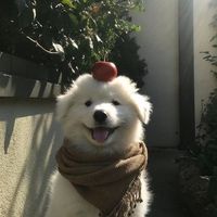 猴子
